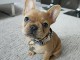 chiot bouledogue fran&ccedil;ais a donner 