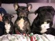 Magnifique chiots bouledogue fran&ccedil;ais lof