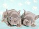 chiot bouledogue fran&ccedil;ais aux yeux bleus disponibles 