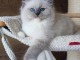 chaton Ragdoll &agrave; adopter urgent 