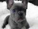 chiot bouledogue fran&ccedil;ais m&acirc;le 