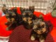 chiot yorkshire terrier &agrave; donner 