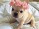 Adoption Chiot bouledogue fran&ccedil;ais 