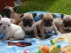 B&eacute;b&eacute; chien bouledogue fran&ccedil;ais disponibles 