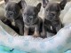 Adoption chiot bouledogue fran&ccedil;ais 