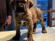 Chiots Dogo Canario &agrave; vendre 