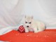 Chiot husky pr&ecirc;t pour adoption 