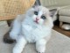 chaton ragdoll m&acirc;le pour adoption 