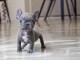 chiot bouledogue fran&ccedil;ais m&acirc;le a donner 