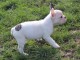 chiot bouledogue fran&ccedil;ais a donner 