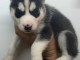 Chiot sib&eacute;rien husky pr&ecirc;t pour adoption 