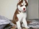 Magnifique chiots husky sib&eacute;rien 