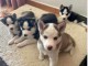 Adorable chiot husky sib&eacute;rien &agrave; adopter 