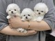 Dons chiot bichon maltais femelle et m&acirc;le 