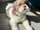 chiot Shih Tzu &agrave; donner 