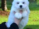 Chiot coton Tul&eacute;ar disponibles pour adoption 