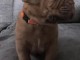 chiot dogue bordeaux &agrave; donner m&acirc;le 