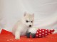 chiot husky sib&eacute;rien &agrave; adopter 
