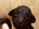Chiots Poodle &agrave; vendre