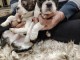 Boston Terrier chiots &agrave; vendre
