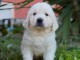 Golden retriever chiots &agrave; vendre