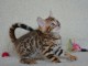 Chaton bengal &agrave; donner
