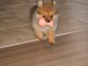 Superbe chiot spitz nain femelle ()