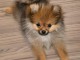 Superbe Chiot spitz nain femelle (  )