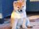 Shiba Inu chiots &agrave; vendre