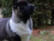 Chiots Akita Am&eacute;ricain