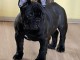 Chiots Bouledogue Fran&ccedil;ais &agrave; vendre
