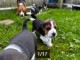 Tr&egrave;s Belle port&eacute;e de chiots Beagle pure race