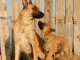 Superbe port&eacute;e de chiots Beger Malinois pure race