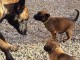 Superbe port&eacute;e de chiots Beger Malinois