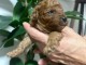 Chiots Caniche nain &agrave; vendre