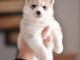 Chiots Husky Sib&eacute;rien &agrave; vendre