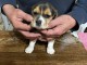Chiots Beagle &agrave; vendre