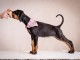 Dobermann chiots &agrave; vendre