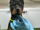 Dobermann chiots &agrave; vendre