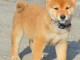 Shiba Inu chiots &agrave; vendre