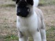 Akita am&eacute;ricain chiots