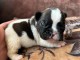 Chiot bouledogue Fran&ccedil;ais adoption 