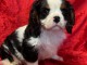 Adoption chiot cavalier King Charles 