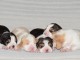 Dons chiot beagle disponible 