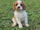 Chiot cavalier King Charles a adopt&eacute; 