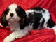 Chiot cavalier King Charles a adopt&eacute; 