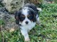 Chiot cavalier King Charles a adopt&eacute; 