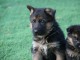 Chiot berger allemand m&acirc;le &agrave; donner 