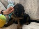 Adoption chiot berger allemand 