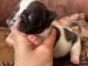 Chiot bouledogue Fran&ccedil;ais &agrave; donner 